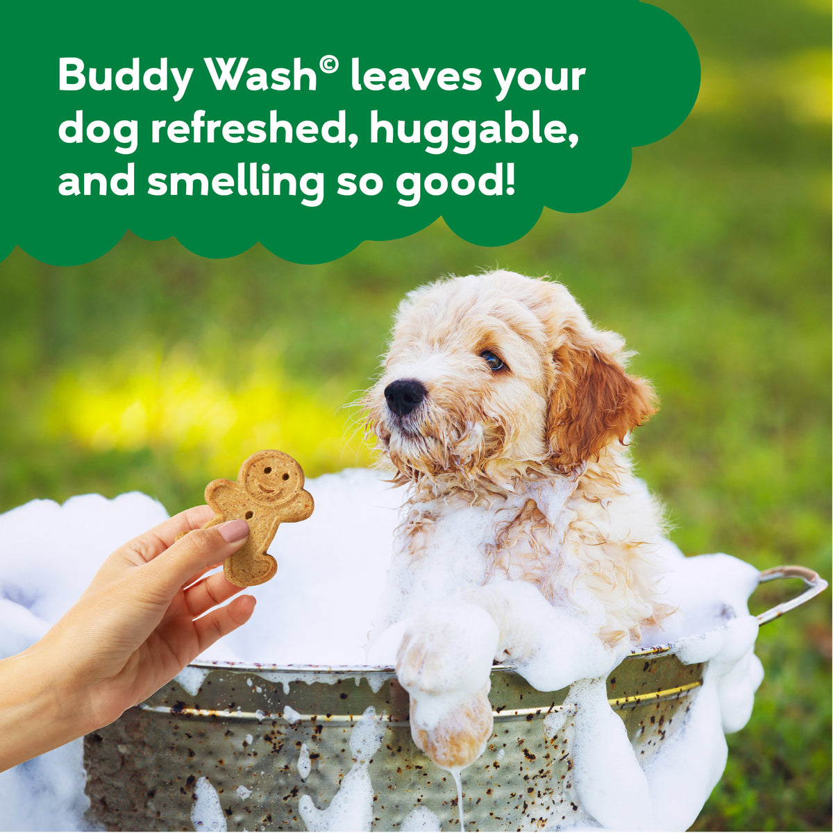 BUDDY WASH 2 IN 1 GRN TEA 16Z